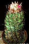 Melocactus zehntneri v. curvicornis JB.JPG